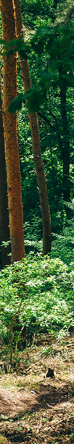 What is trailrunning